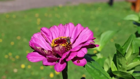 Bee 스톡 동영상 324966324