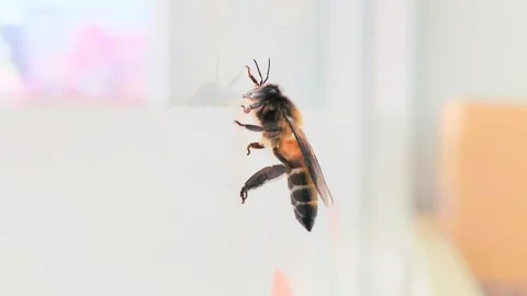 Bee Stock Footage 339017716