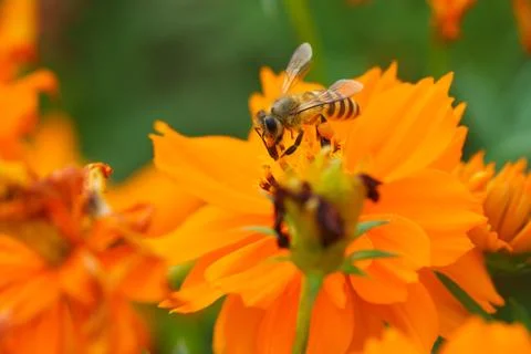 Bee forage Stock Photos