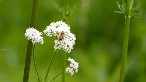 Bee forages through small tiny bits of white flowers atop a fresh twig Video stock 93313829