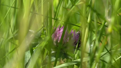 Bee Foraging and Taking Flight from Clover Blossom - 4K Macro Wildlife B-Roll Vídeos de archivo 335828135