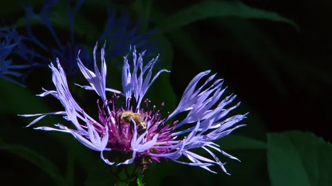 Bee foraging a blue flower in slow motion Stock Footage 114824366