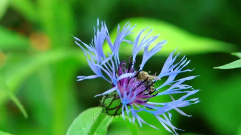 Bee foraging in a blue flower slow motion Stock-Footage 114824384