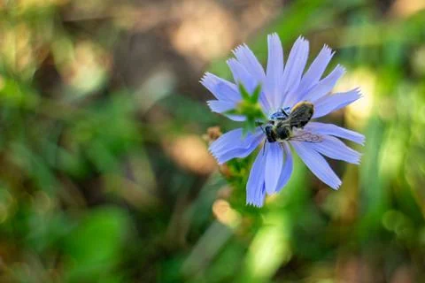 A bee foraging on a bright blue chicory flower in a sunny green meadow Stock Photos