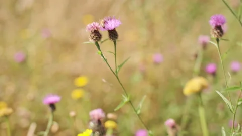 Bee foraging for nectar in sunny wildflower meadow before flying to next flower Stock Footage 151591964