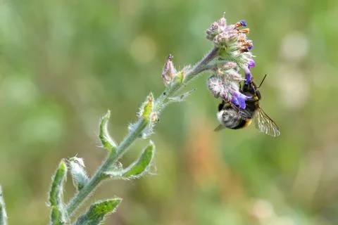 Bee Foraging 写真素材
