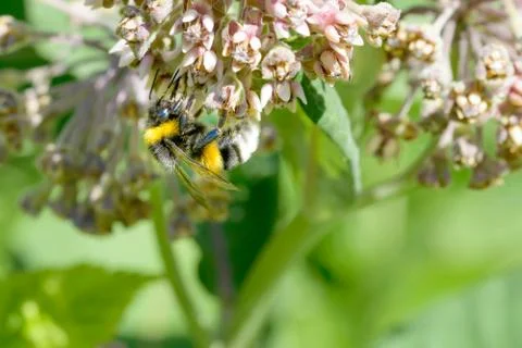 Bee Foraging 写真素材