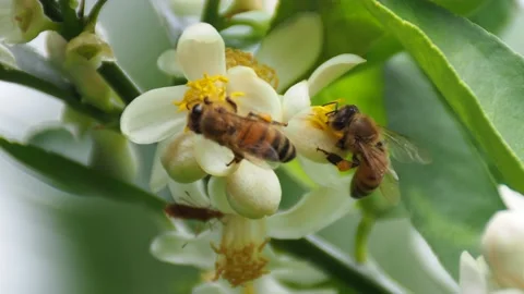 A bee is foraging on the pollen of a lemon tree. Stock Footage 182471128
