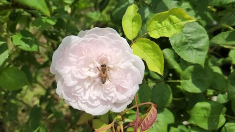 Bee Foraging for Pollen on Pink Rose Flower Stock Footage 346185114