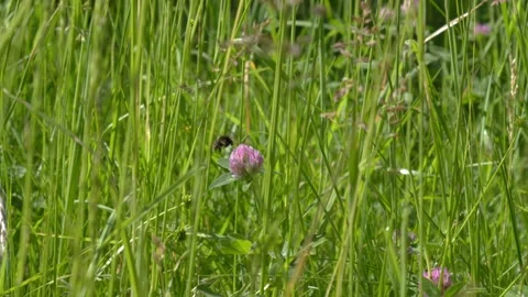 Bee Foraging on Red Clover and Taking Flight - 4K Macro Wildlife B-Roll Vídeos de archivo 335827316