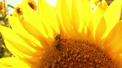 Bee foraging on a sunflower during a beautiful late summer afternoon. Macro slow Stock Footage 202279484