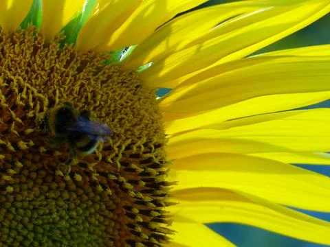 Bee foraging sunflower Stock Photos