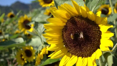 Bee foraging on sunflowers. Video stock 81908384