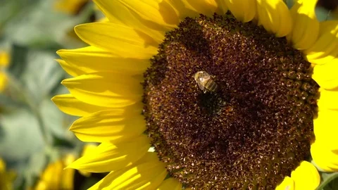 Bee foraging on sunflowers. Stock-Footage 81914190