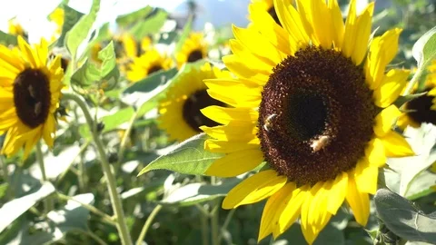 Bee foraging on sunflowers. Stock-Footage 81915657