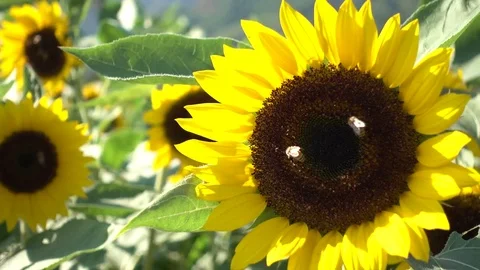 Bee foraging on sunflowers. Video stock 81916220
