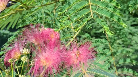 Bee foraging on vibrant pink flowers of a silk tree (Albizia julibrissin) Stock Footage 340503162