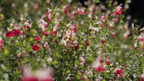 Bee Foraging on White and Red Sage Blossoms Stock Footage 321393345