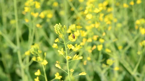 Bee Foraging on Yellow Rapeseed Blossoms in a Bright Spring Field Video stock 341873374