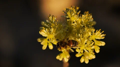 A bee foreging a Sedum acre. This is a wild flower in the southern France Stock Footage 100483089