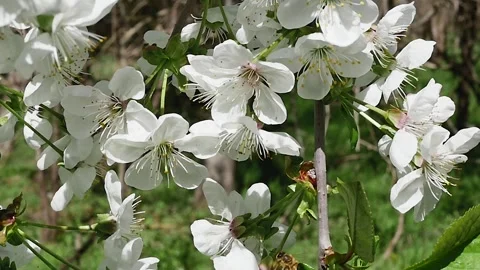 Bee in the forest collecting nectar on white flowers, rear view, in slow mot Stock Footage 271532159