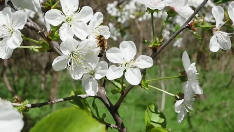 A bee in the forest flies away from a branch full of blooming flowers, in sl 스톡 동영상 271531322