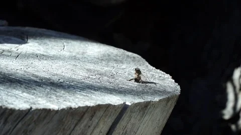 Bee in the forest Stock Footage 72545316