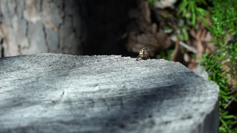 Bee in the forest Stock Footage 72545320