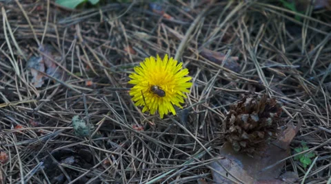 Bee in the forest on a yellow flower. Macro Stock Footage 39772832
