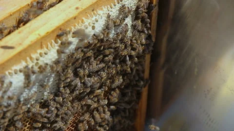 Bee frame complete with bees Vídeos de archivo 142011151