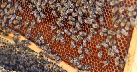 Bee frame covered with bees lifted from the hive macro Stock Footage 100540572