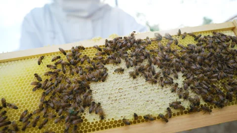 Bee frame honeycomb close up Stock-Footage 278205994