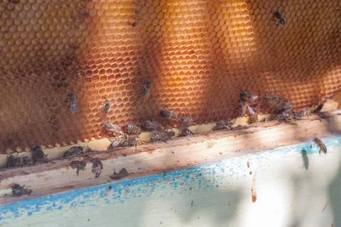 Bee-frame with honeycombs Stock Photos