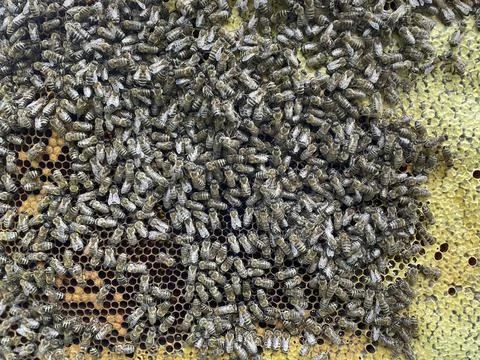 Bee frame with honeycombs on which there are bees. Stock Photos