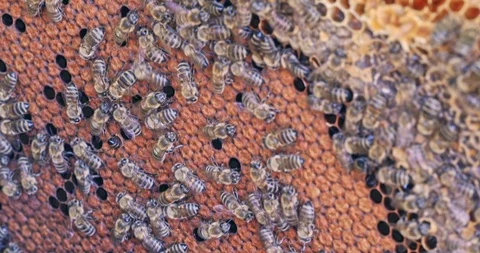 Bee frame lifted from the hive with bees working on a capped honeycomb Stock Footage 100541199