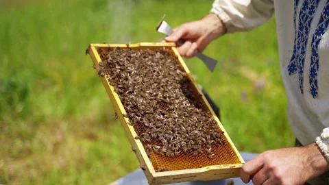 Bee frame in man's hands. Beekeeper holding and inspecting the honeycombs  Stock Footage 134791597