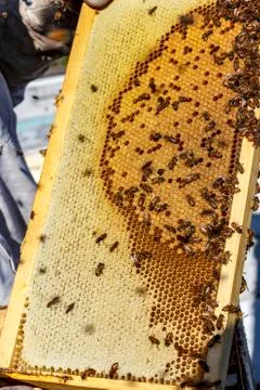 Bee frames with bees  orange blossom honey and eggs Stock Photos