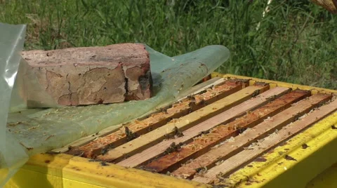 Bee frames close-up and the arms of the beekeeper Video stock 51171715