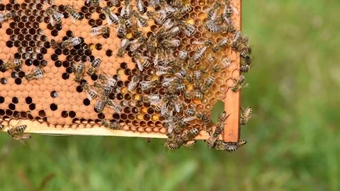 Bee frames Stock Footage 75542051