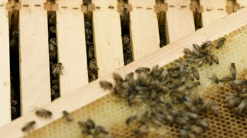 Bee Frames Stock Footage 91040711