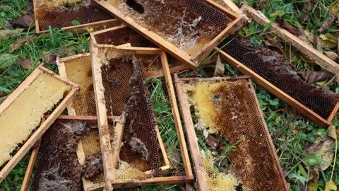 Bee frames on the grass, after colony collapse, abandoned honeycomb Stock Footage 318901206