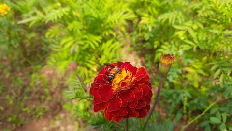 Bee on  French marigold . Stock Footage 147525540