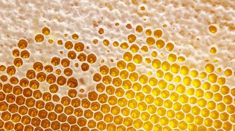 Bee fresh honey in combs. background and texture. vitamin natural food. bee w Stock Photos