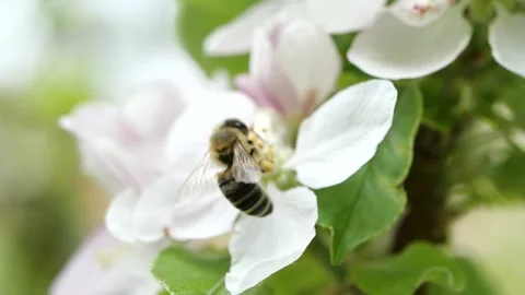 Bee in front of white flower Stock Footage 136232099