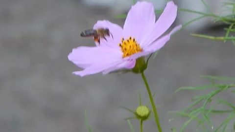 A bee with a full pollen basket on its feet lands on a flower Stock Footage 138369046