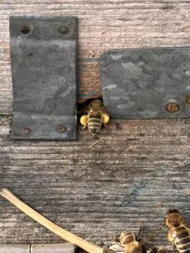 Bee with Full Pollen Baskets Entering Hive Stock Photos