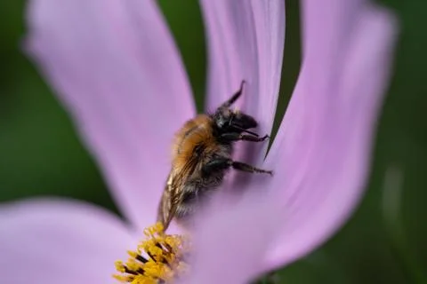A bee full of pollen on a flower Foto stock