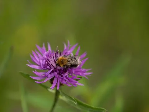 A bee full of pollen on a flower Stock Photos