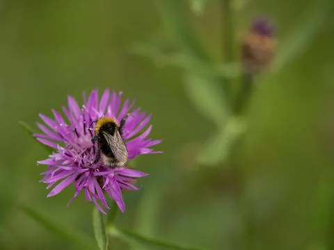 A bee full of pollen on a flower Stock Photos