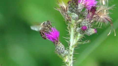 Bee Funny Gathering Flower Pollen Flying Close-up nature Stock Footage 90758588